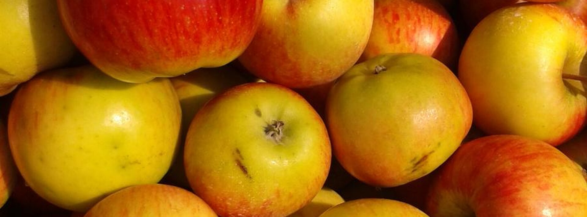 Tag des Apfels 2016